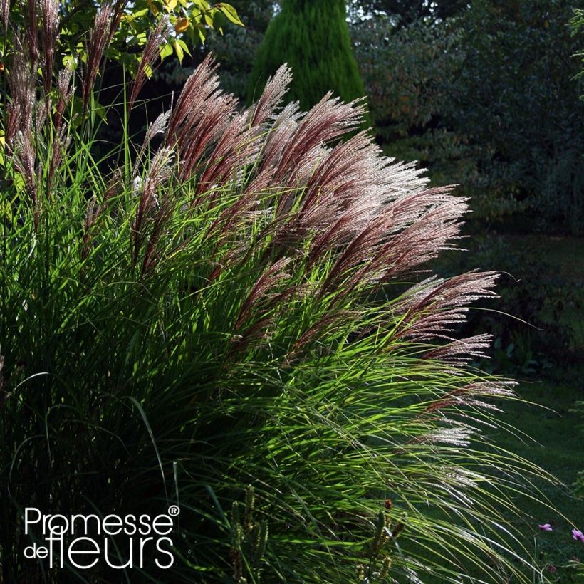 Miscanthus sinensis Red Chief - Prachtriet (Groeiplaats)