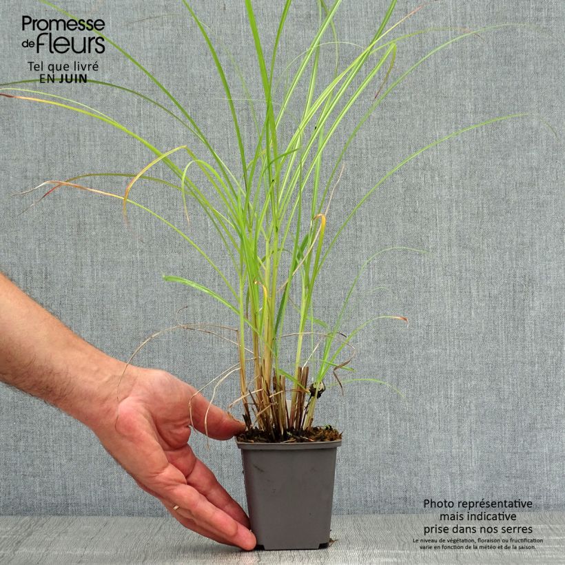 Exemplaar van Miscanthus sinensis Red Chief - Prachtriet Kweekpotje van 8/9 cm zoals geleverd in de zomer