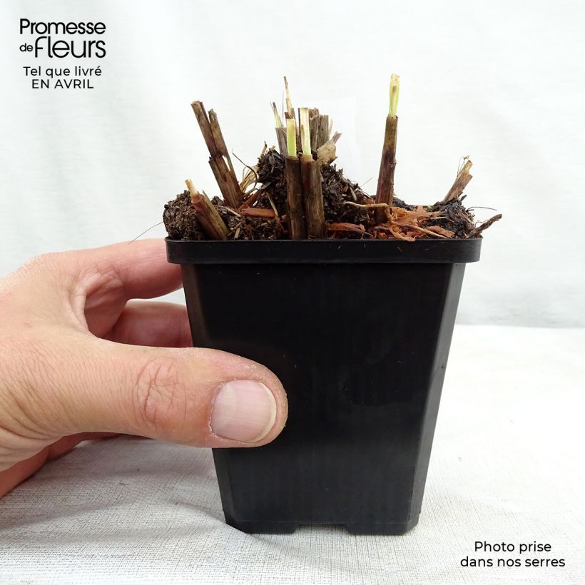 Exemplaar van Miscanthus sinensis Red Chief - Prachtriet Kweekpotje van 8/9 cm zoals geleverd in de lente