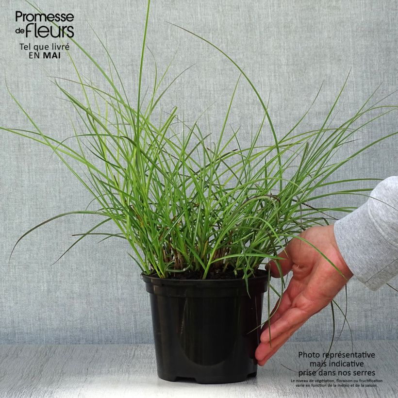 Exemplaar van Miscanthus sinensis Red Chief - Prachtriet Pot van 1,5 l/2 l zoals geleverd in de lente
