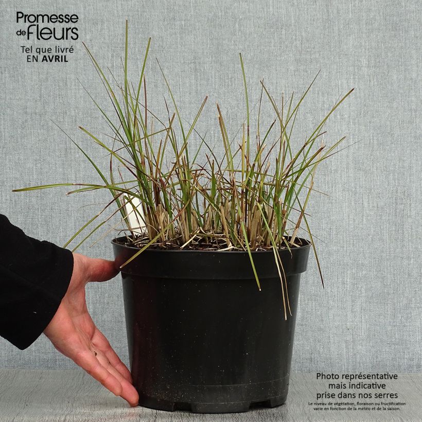 Exemplaar van Miscanthus sinensis Red Chief - Prachtriet Pot van 4 l/5 l zoals geleverd in de lente