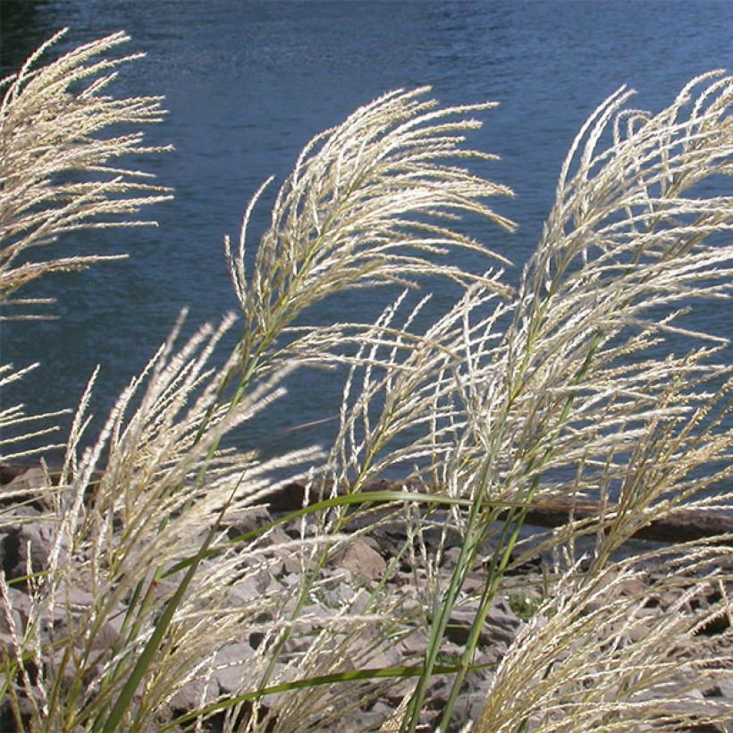 Miscanthus sinensis Roland - Prachtriet (Bloei)