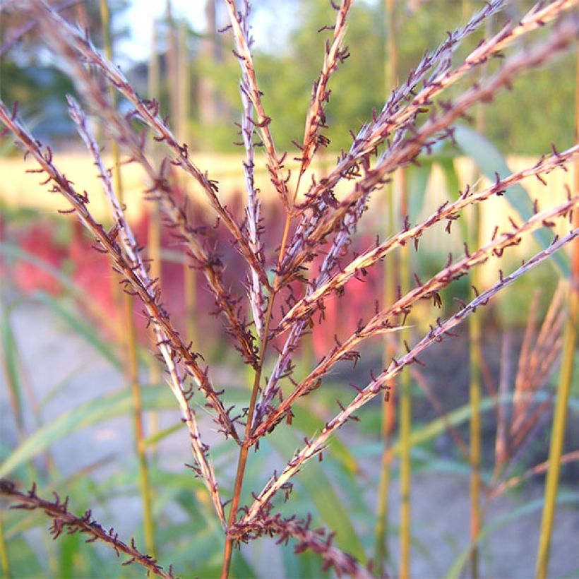 Miscanthus sinensis Rotsilber - Prachtriet (Flowering)