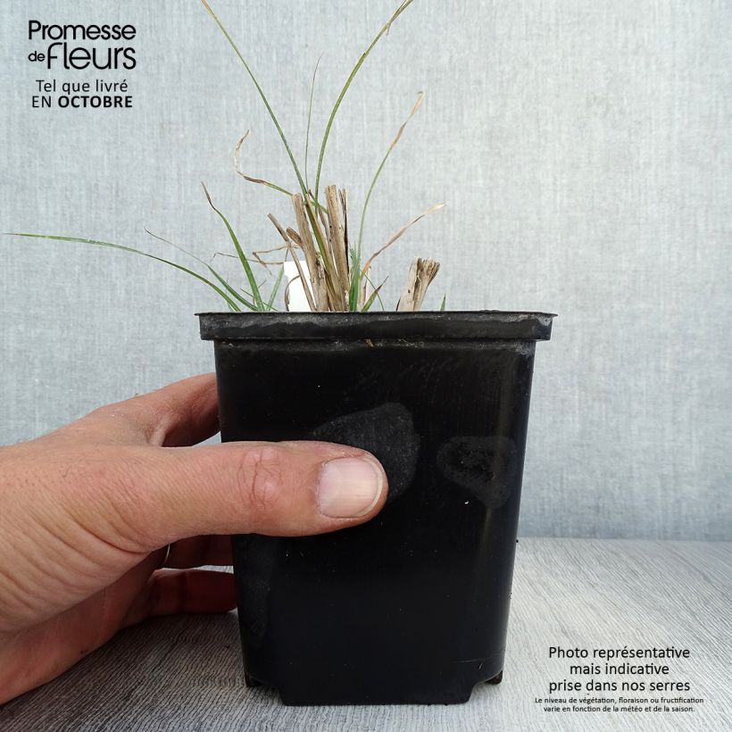 Exemplaar van Miscanthus sinensis Rotsilber - Prachtriet Kweekpotje van 8/9 cm zoals geleverd in de herfst