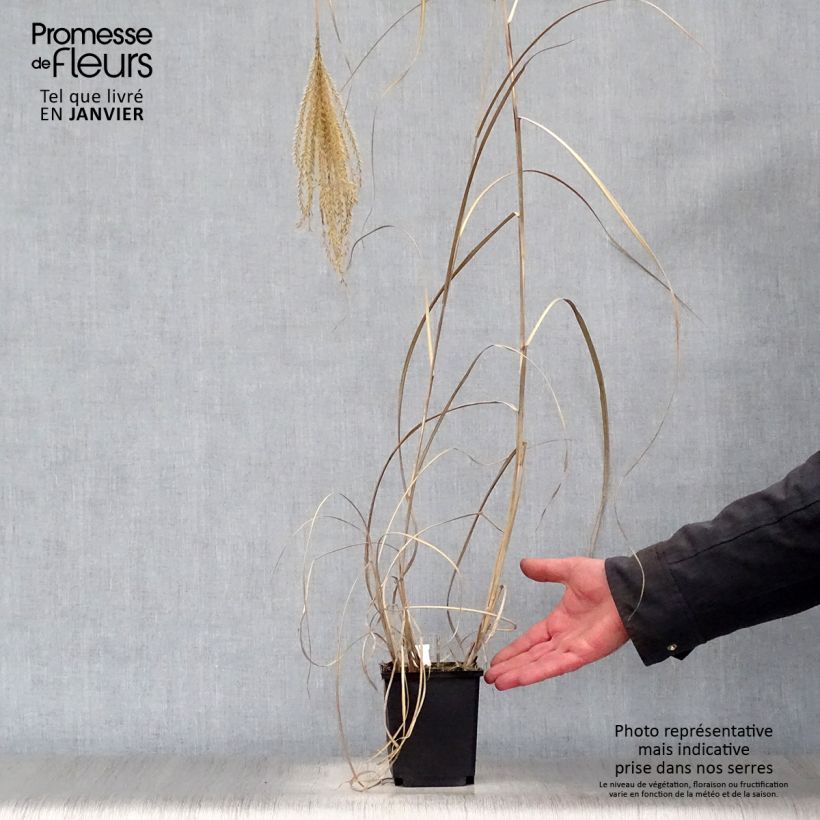 Example of Miscanthus sinensis Rotsilber - Roseau de Chine Kweekpotje van 8/9 cm as you get in hiver