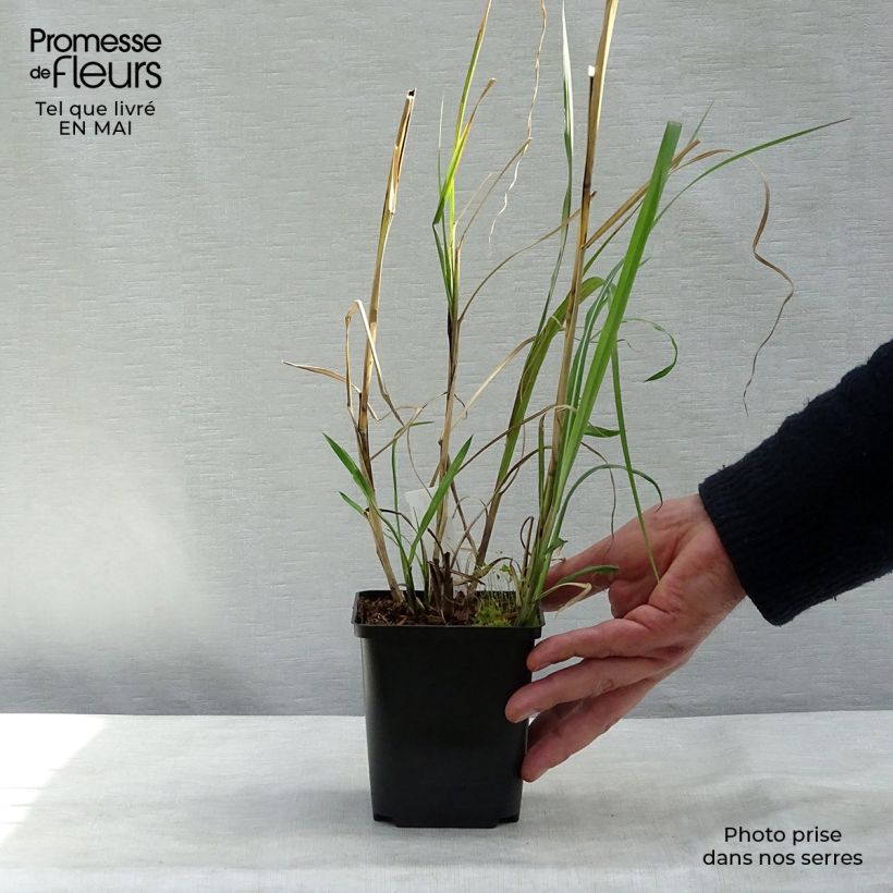 Exemplaar van Miscanthus sinensis Rotsilber - Prachtriet Kweekpotje van 8/9 cm zoals geleverd in de lente