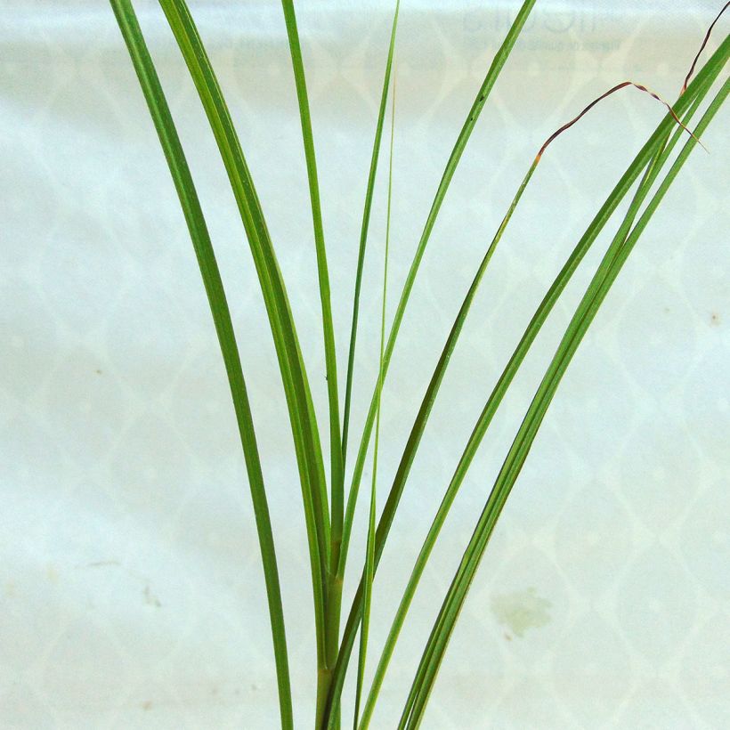 Miscanthus sinensis Sarabande - Prachtriet (Foliage)