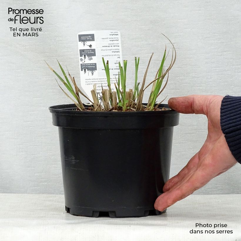 Exemplaar van Miscanthus sinensis Silberfeder - Prachtriet Pot van 2 l/3 l zoals geleverd in de lente