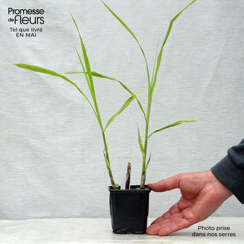 Exemplaar van Miscanthus sinensis Silberfeder - Prachtriet Kweekpotje van 8/9 cm zoals geleverd in de lente