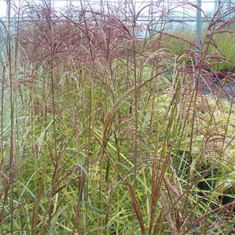 Miscanthus sinensis Silberspinne - Prachtriet (Foliage)
