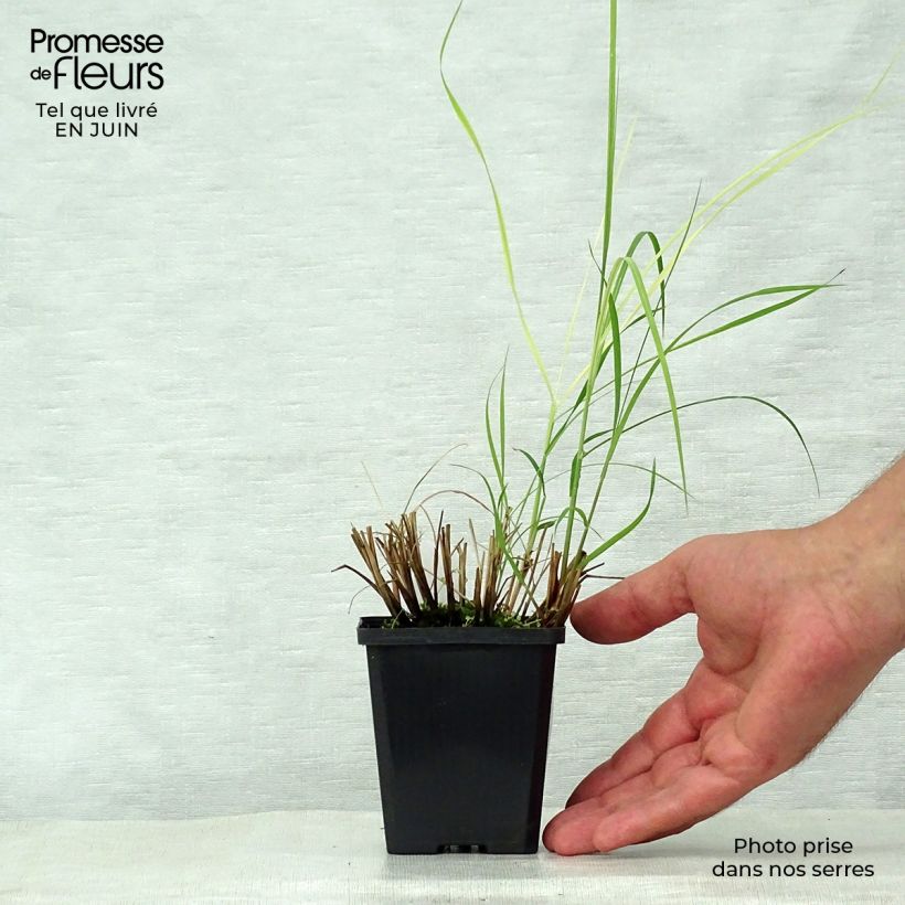 Exemplaar van Miscanthus sinensis Silberspinne - Prachtriet Kweekpotje van 8/9 cm zoals geleverd in de zomer
