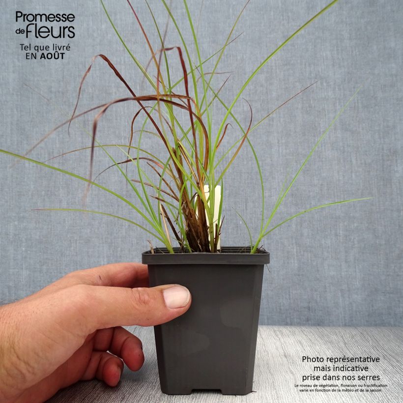 Exemplaar van Miscanthus sinensis Sirene - Prachtriet Kweekpotje van 8/9 cm zoals geleverd in de zomer