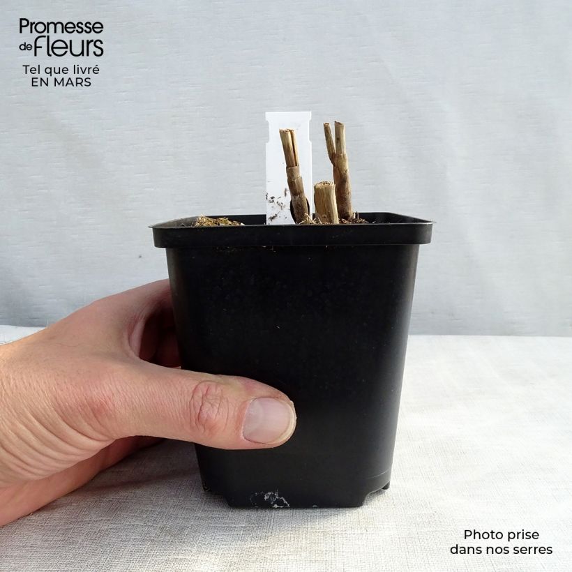 Example of Miscanthus sinensis Sirene - Prachtriet Kweekpotje van 8/9 cm as you get in hiver