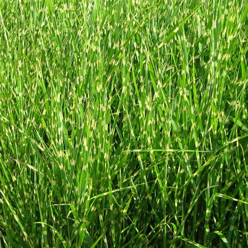 Miscanthus sinensis Strictus - Prachtriet (Groeiplaats)