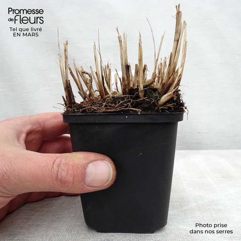 Exemplaar van Miscanthus sinensis Strictus Dwarf - Prachtriet Kweekpotje van 8/9 cm zoals geleverd in de lente