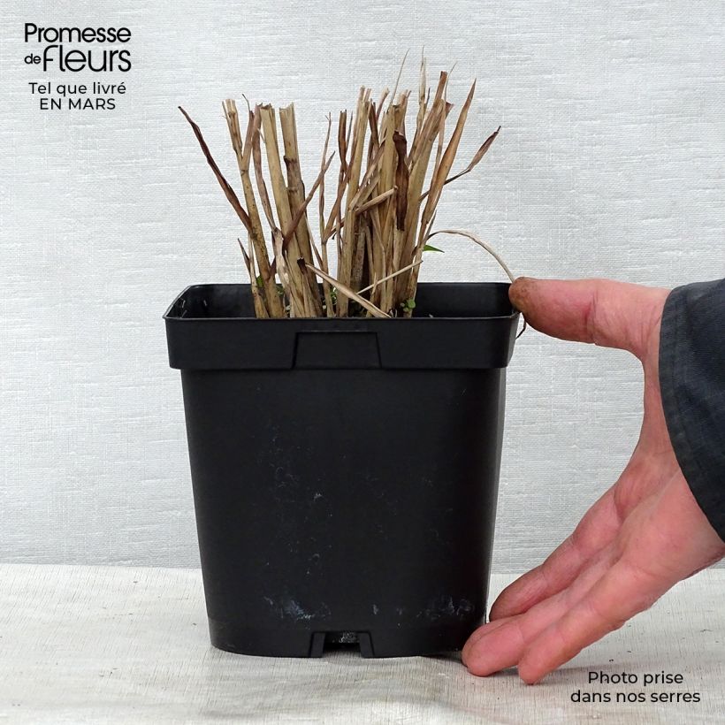 Exemplaar van Miscanthus sinensis Strictus - Prachtriet Pot van 2 l/3 l zoals geleverd in de lente