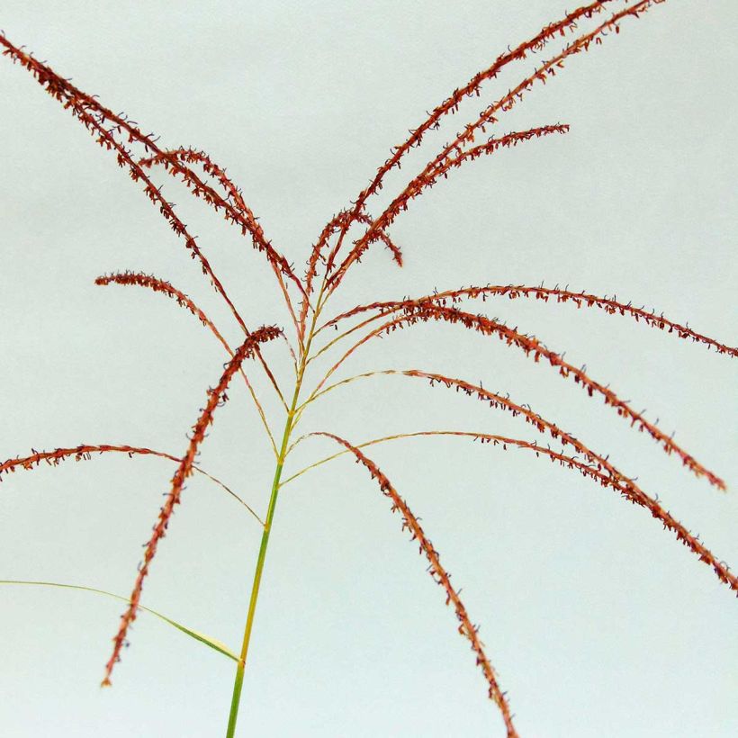 Miscanthus sinensis Variegatus - Prachtriet (Flowering)