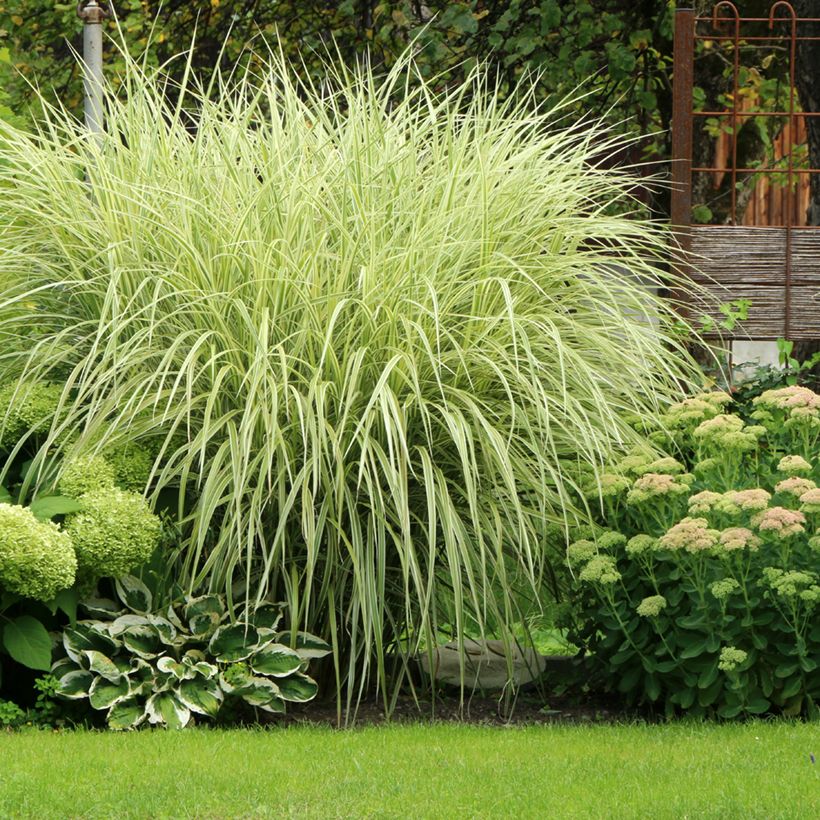 Miscanthus sinensis Variegatus - Prachtriet (Groeiplaats)