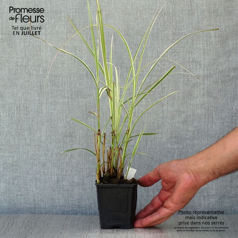 Exemplaar van Miscanthus sinensis Variegatus - Prachtriet Kweekpotje van 8/9 cm zoals geleverd in de zomer