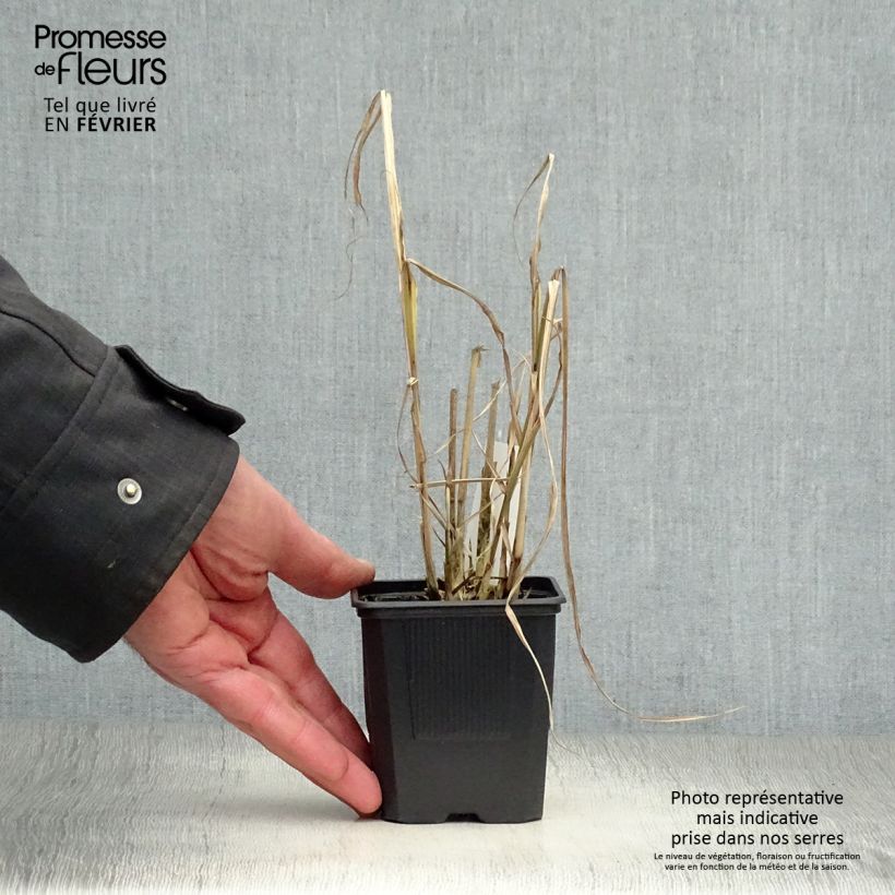 Example of Miscanthus sinensis Variegatus - Roseau de Chine Kweekpotje van 8/9 cm as you get in hiver