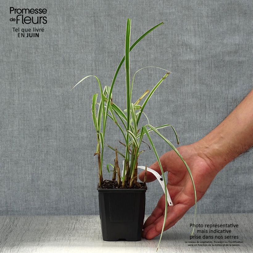 Exemplaar van Miscanthus sinensis Variegatus - Prachtriet Pot van 2 l/3 l zoals geleverd in de zomer