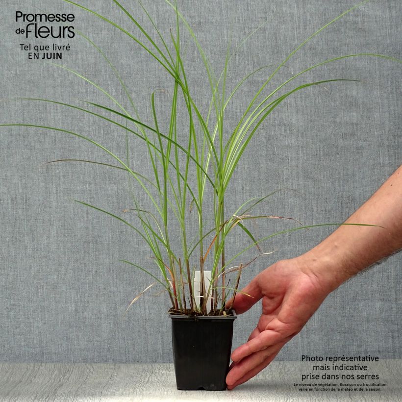 Exemplaar van Miscanthus sinensis Yaku-Jima - Prachtriet Kweekpotje van 8/9 cm zoals geleverd in de zomer