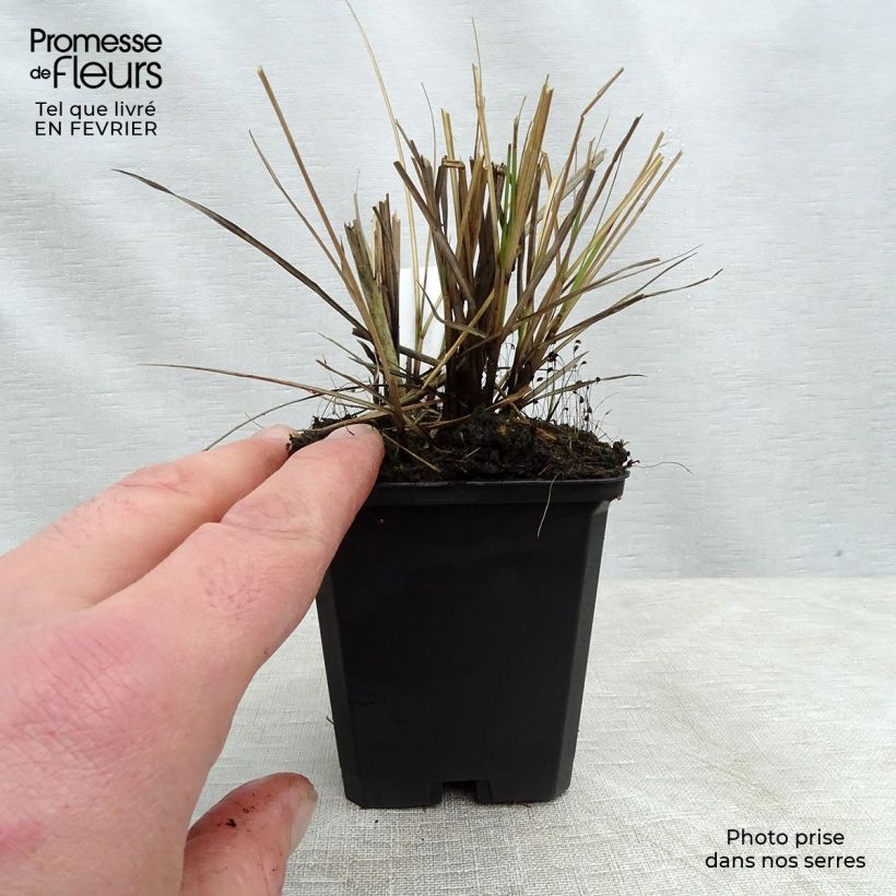 Example of Miscanthus sinensis Yaku-Jima - Roseau de Chine  Kweekpotje van 8/9 cm as you get in hiver