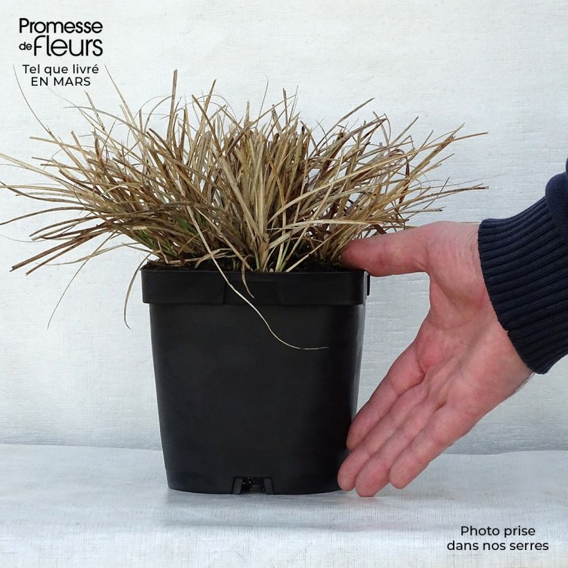 Exemplaar van Miscanthus sinensis Yaku-Jima - Prachtriet Pot van 2 l/3 l zoals geleverd in de lente