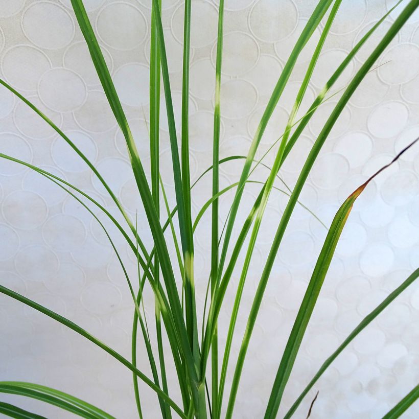 Miscanthus sinensis Zebrinus - Prachtriet (Blad)