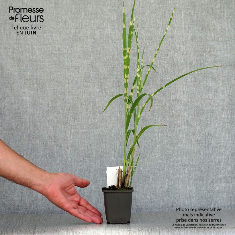 Exemplaar van Miscanthus sinensis Zebrinus - Prachtriet Kweekpotje van 8/9 cm zoals geleverd in de zomer