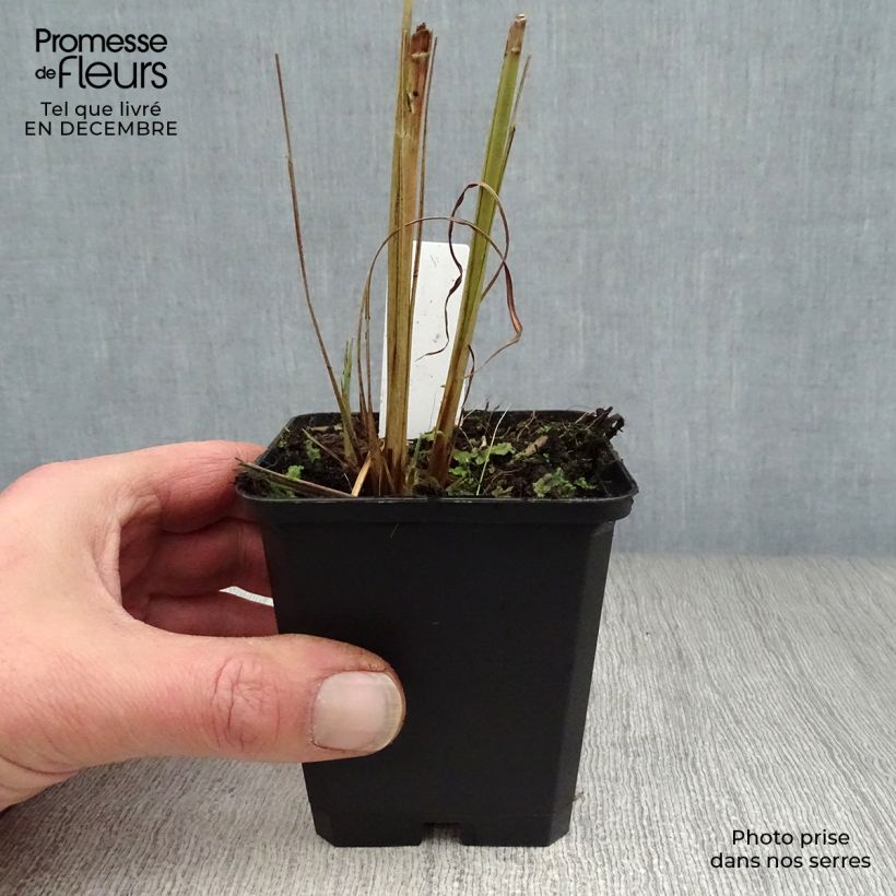 Example of Miscanthus sinensis Zebrinus - Prachtriet Kweekpotje van 8/9 cm as you get in hiver