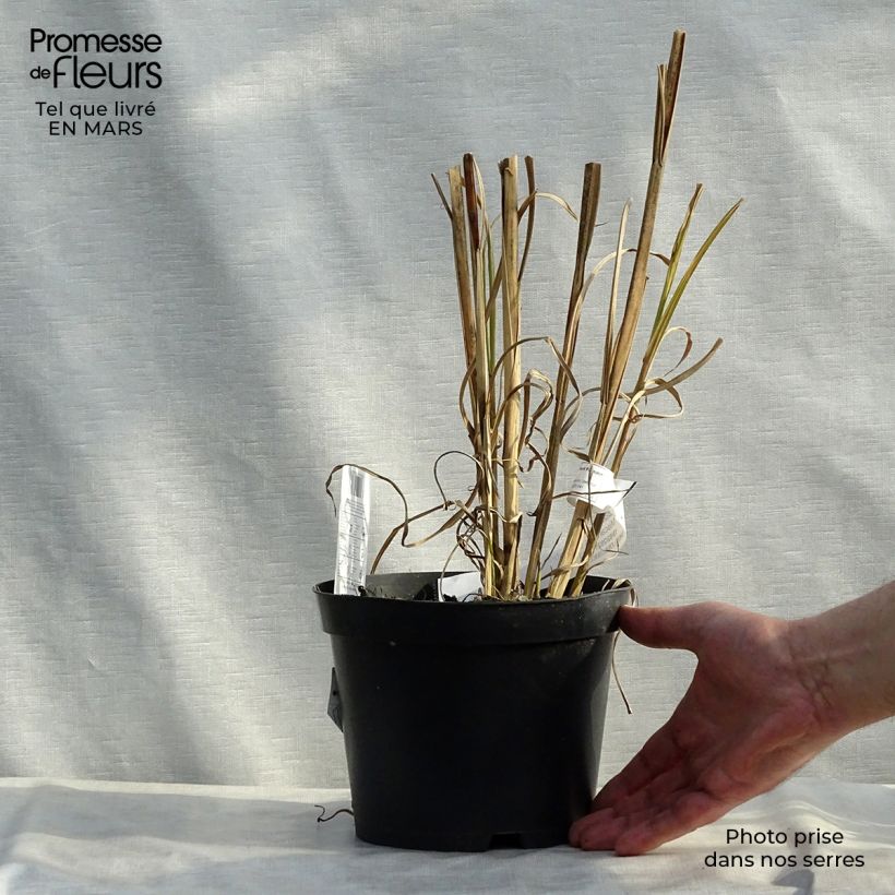 Example of Miscanthus sinensis Zebrinus - Prachtriet Pot van 2 l/3 l as you get in hiver