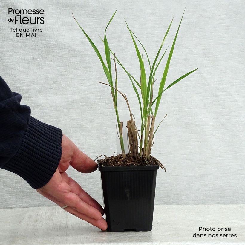 Exemplaar van Miscanthus sinensis Zebrinus - Prachtriet Kweekpotje van 8/9 cm zoals geleverd in de lente