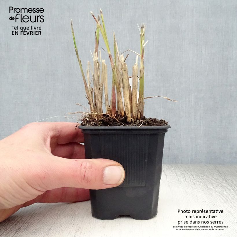 Example of Miscanthus transmorrisonensis - Prachtriet Kweekpotje van 8/9 cm as you get in hiver
