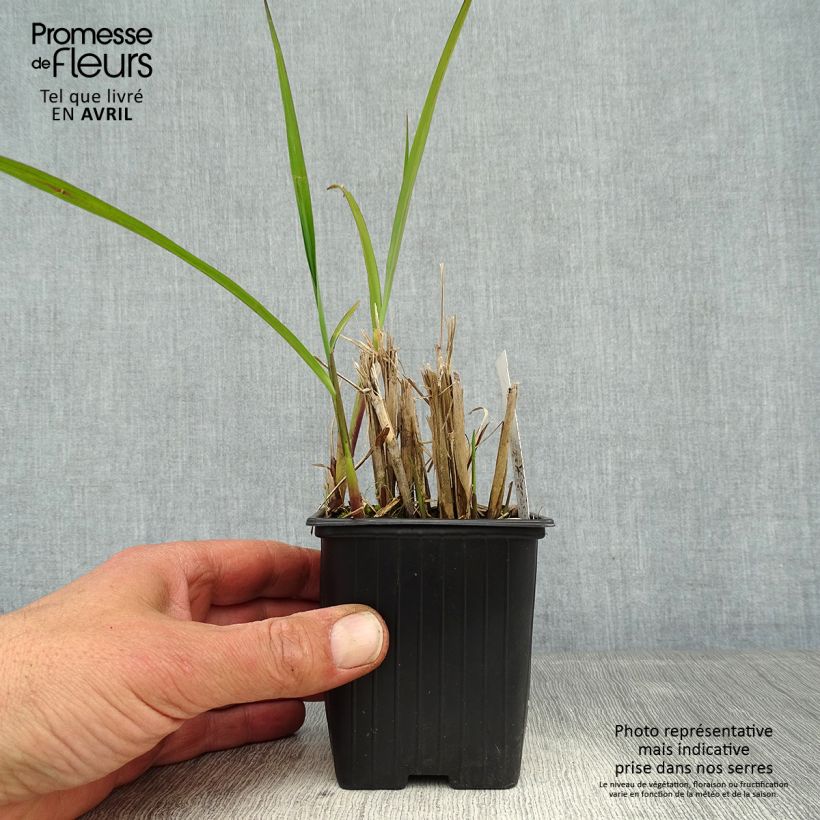 Exemplaar van Miscanthus transmorrisonensis - Prachtriet Kweekpotje van 8/9 cm zoals geleverd in de lente