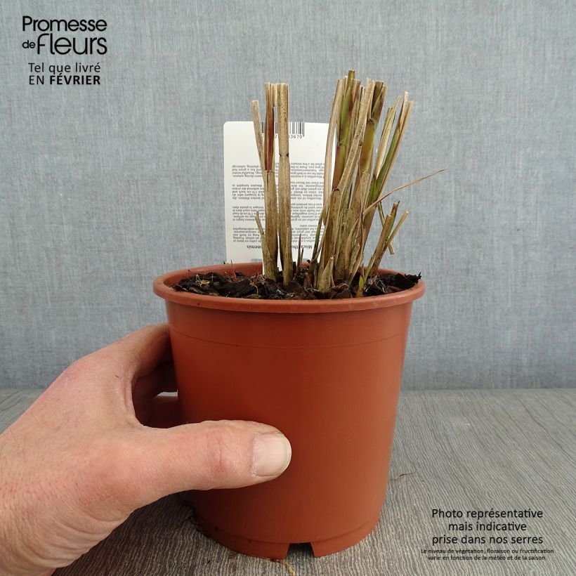 Example of Miscanthus transmorrisonensis - Prachtriet Pot van 1 l/1,5 l as you get in hiver