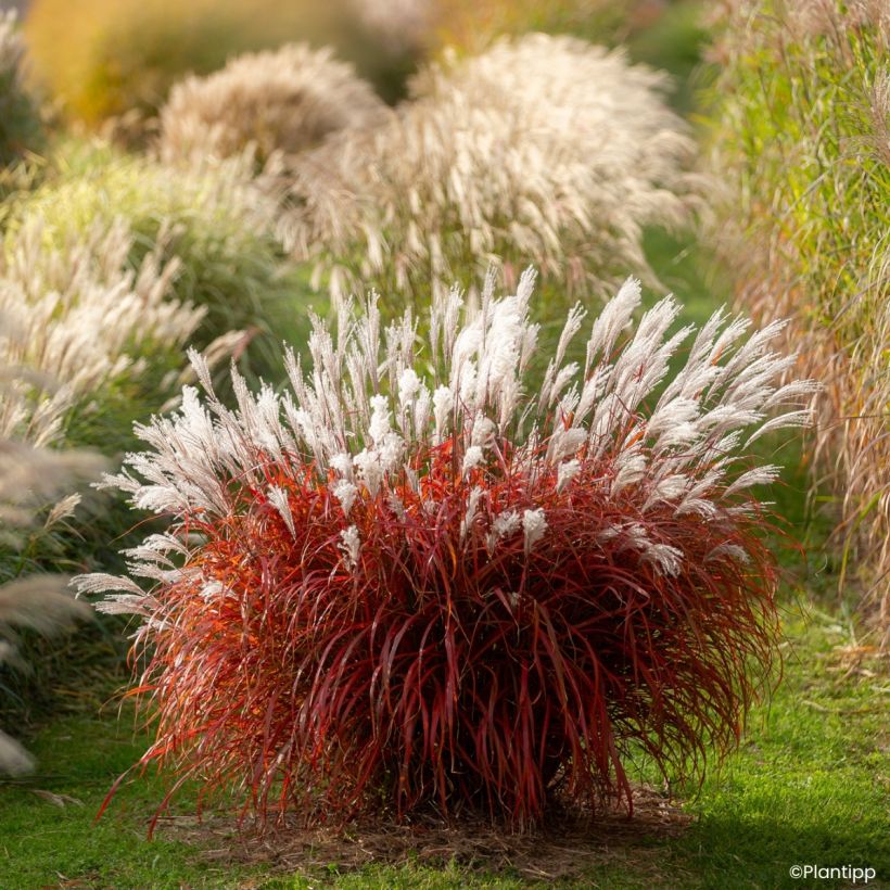 Miscanthus Lady in Red - Prachtriet (Groeiplaats)