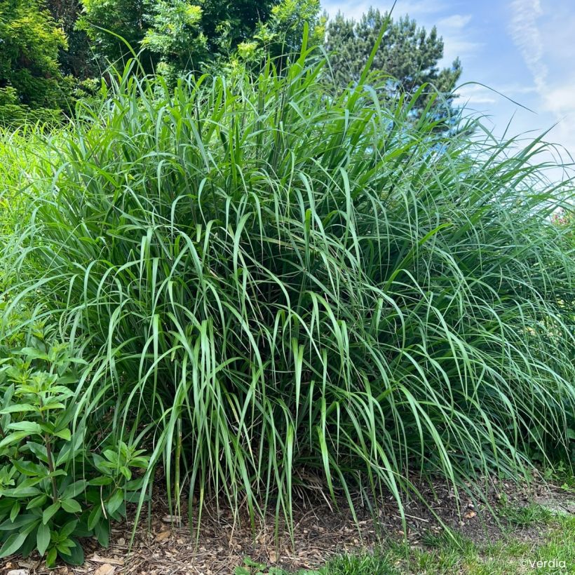 Miscanthus Miscanvert - Prachtriet (Groeiplaats)