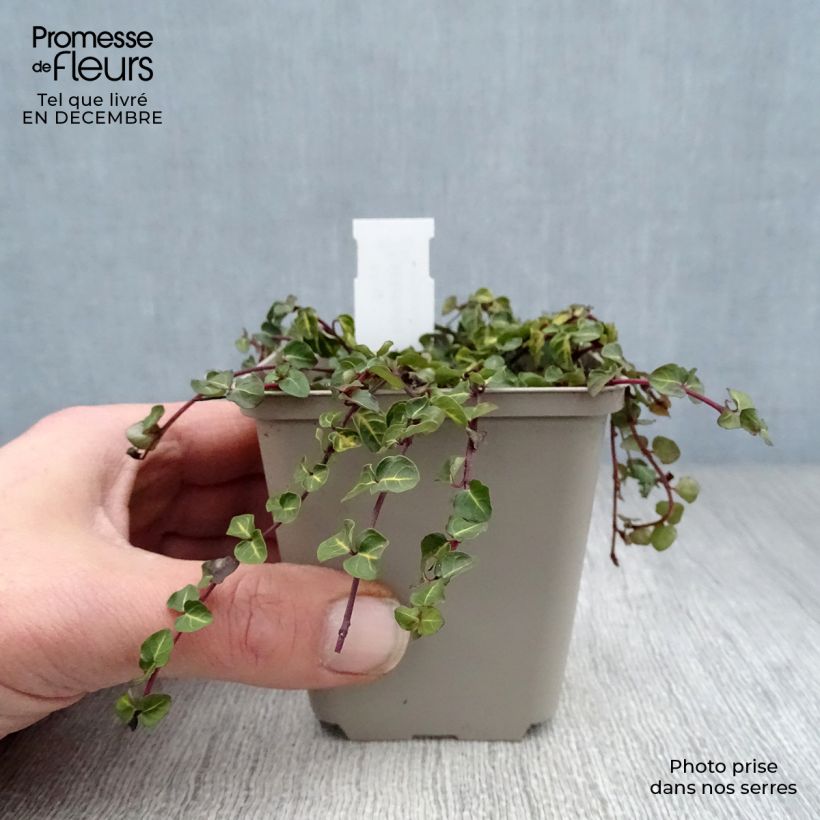 Example of Mitchella repens - Pain de perdrix                       Kweekpotje van 8/9 cm as you get in hiver