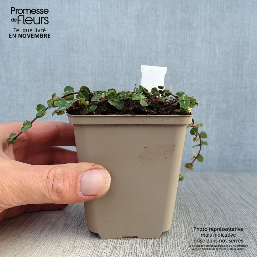 Exemplaar van Mitchella repens - Patrijsbes Kweekpotje van 8/9 cm zoals geleverd in de herfst