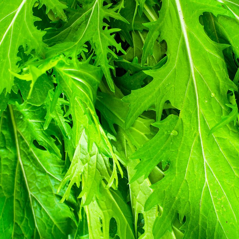 Mizuna BIO - Ferme de Sainte Marthe (Blad)