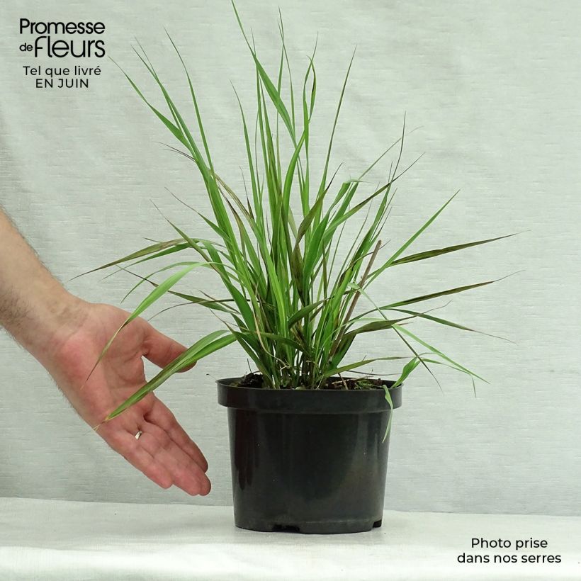 Exemplaar van Molinia arundinacea Karl Foerster - Pijpenstrootje Pot van 2 l/3 l zoals geleverd in de zomer