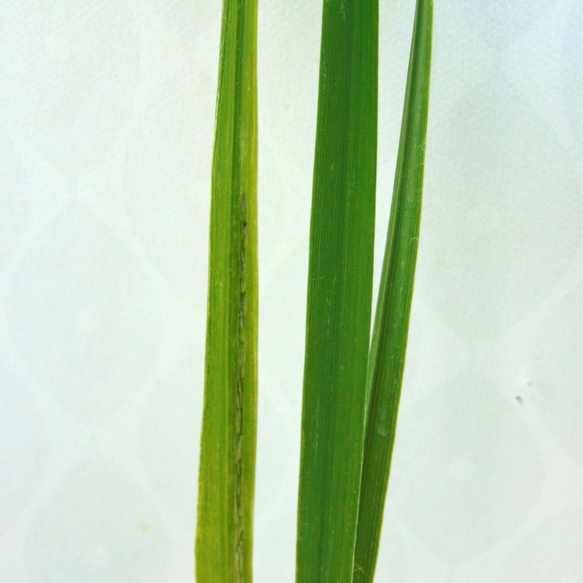 Molinia arundinacea Windsaule - Pijpenstrootje (Foliage)