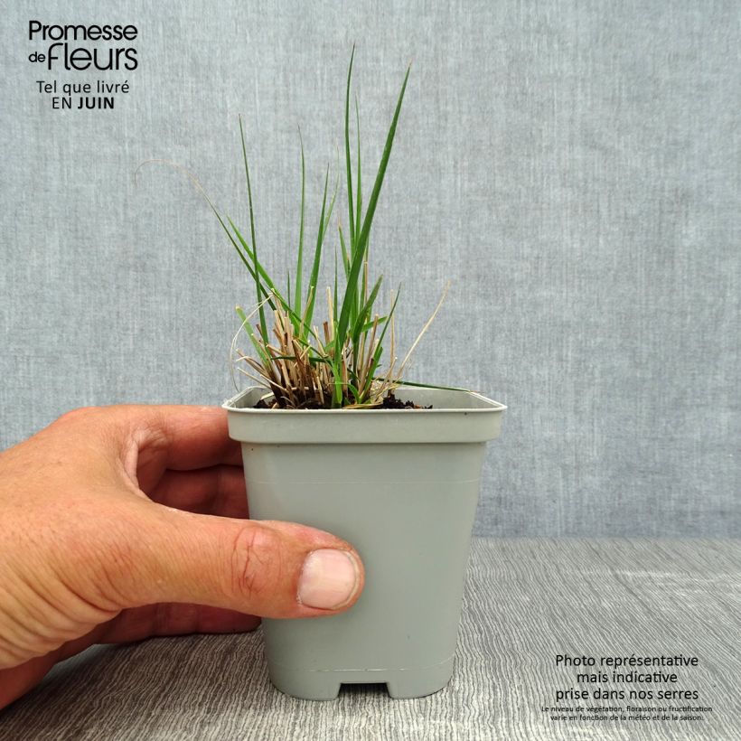Exemplaar van Molinia caerulea Edith Dudszus - Pijpenstrootje Kweekpotje van 8/9 cm zoals geleverd in de zomer