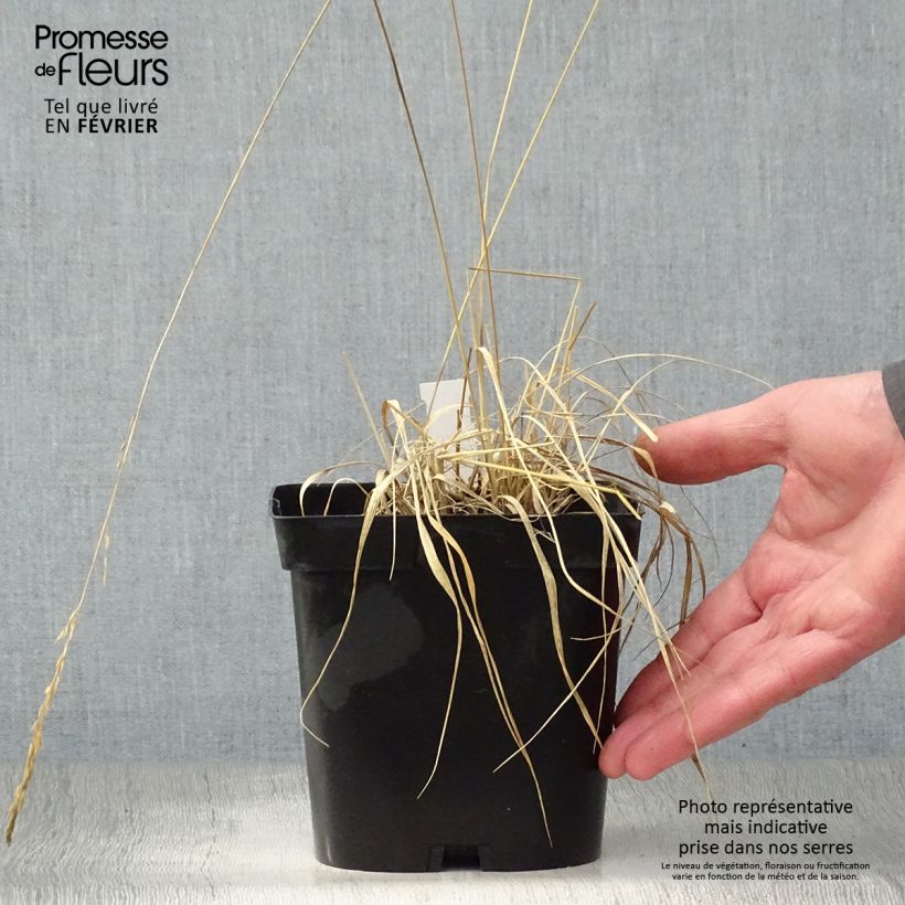 Example of Molinia caerulea Edith Dudszus - Pijpenstrootje Pot van 2 l/3 l as you get in hiver