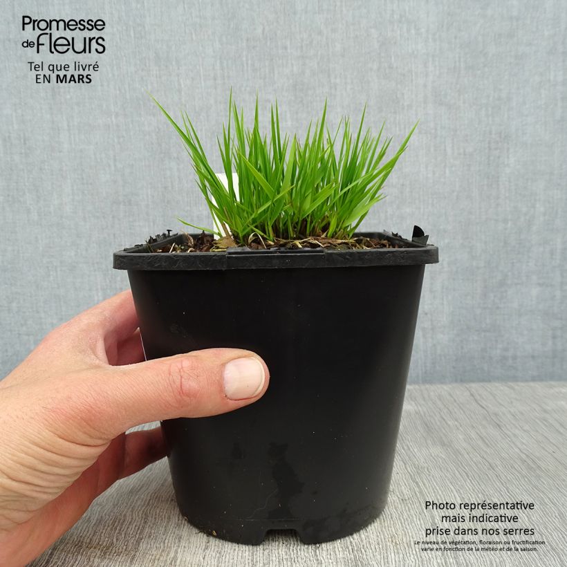 Exemplaar van Molinia caerulea Heidezwerg - Pijpenstrootje Pot van 2 l/3 l zoals geleverd in de lente