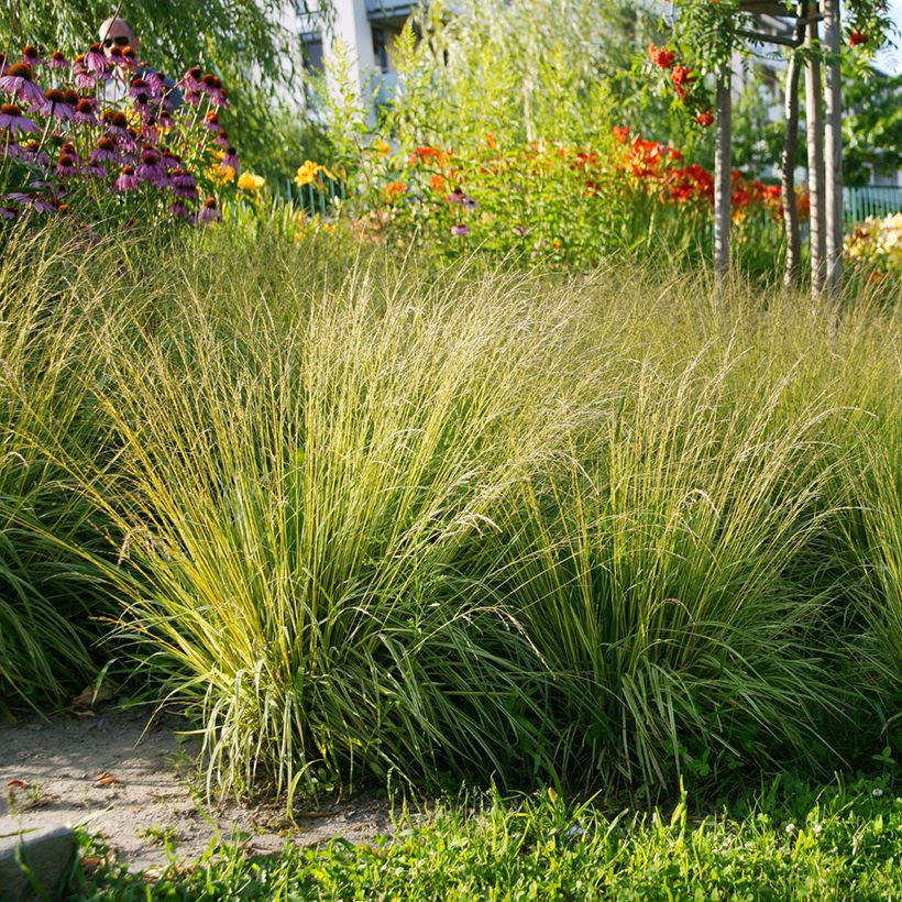 Molinia caerulea Heidezwerg - Pijpenstrootje (Groeiplaats)