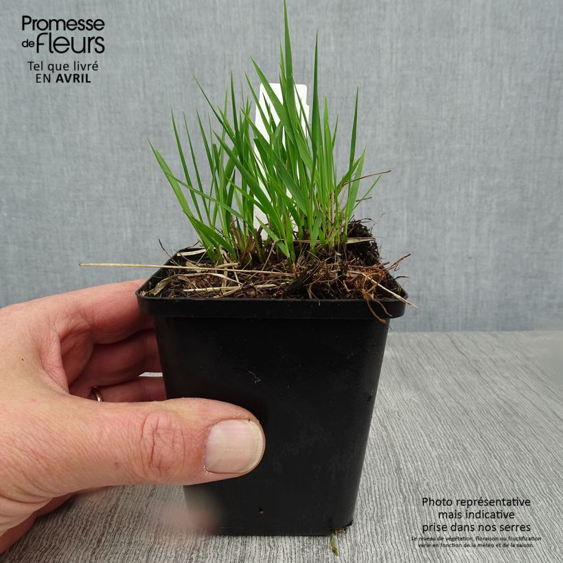 Exemplaar van Molinia caerulea Heidezwerg - Pijpenstrootje Kweekpotje van 8/9 cm zoals geleverd in de lente