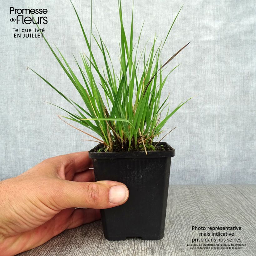 Exemplaar van Molinia caerulea Moorhexe - Pijpenstrootje Kweekpotje van 8/9 cm zoals geleverd in de zomer