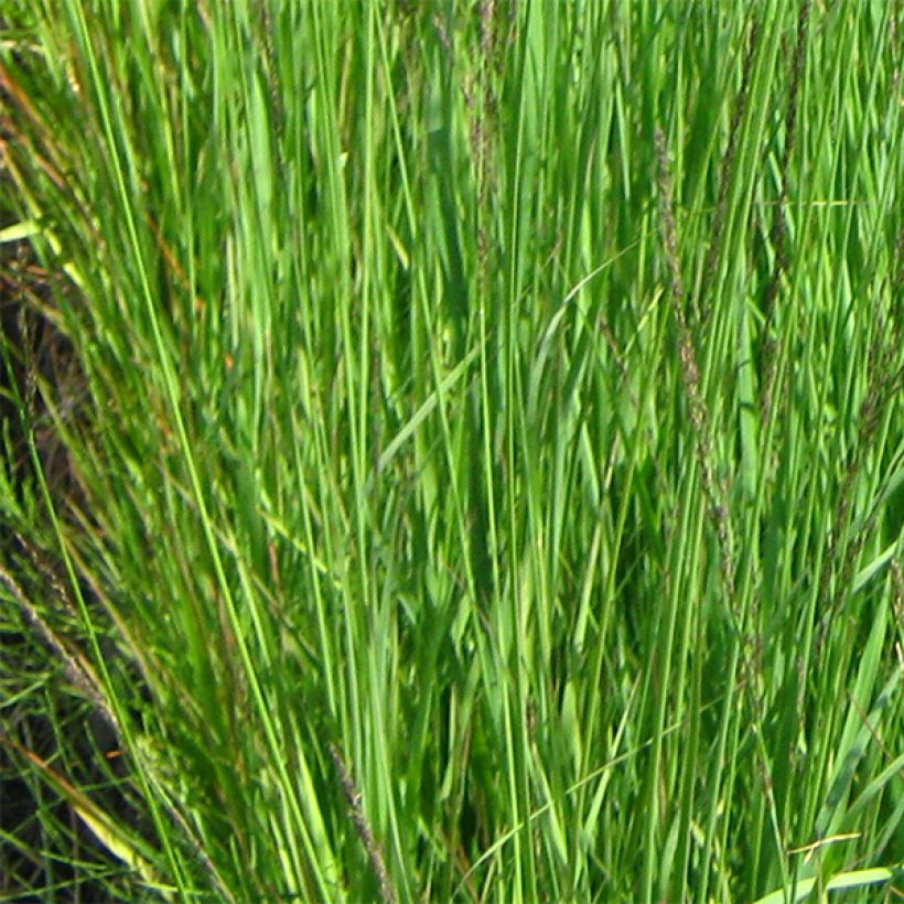 Molinia caerulea arundinacea Fontäne - Pijpenstrootje (Foliage)